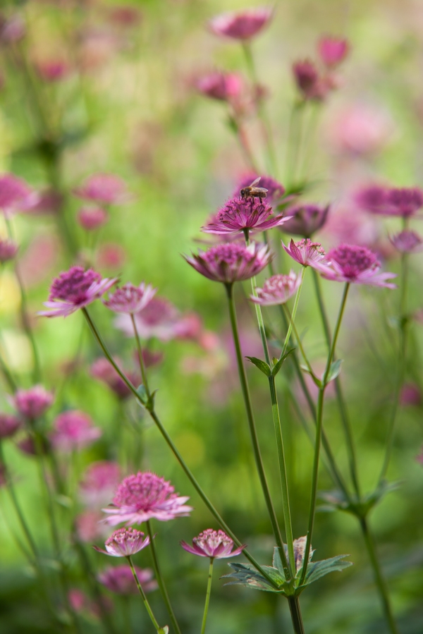 Astrantia with bee on flowers